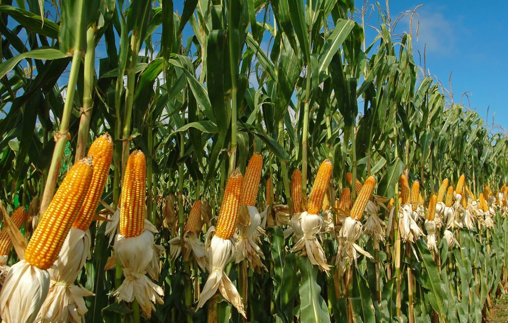 Cornfest 2024 The Great Elm Wethersfield, CT